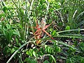 Bromelia sylvicola Pantanal.jpg