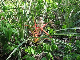 Bromelia sylvicola