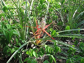 Descripción de la imagen Bromelia sylvicola Pantanal.jpg.