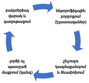 Բրոնխոէկտազ