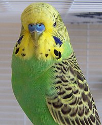 Budgie001.jpg