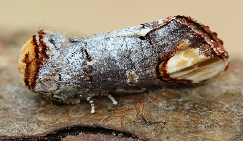 File:Buff tip moth -phalera bucephala (42639410142).png