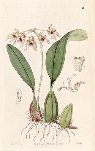 <i>Bulbophyllum umbellatum</i> Species of orchid