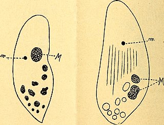 <i>Cryptochilum</i> Genus of single-celled organisms