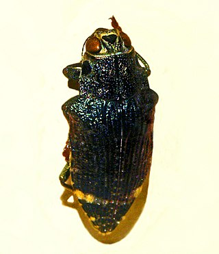 <i>Polybothris luczoti</i> Species of beetle