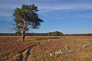 Nederlands: Bussumer Heide, Hilversum English: Bussumer Heide, Hilversum