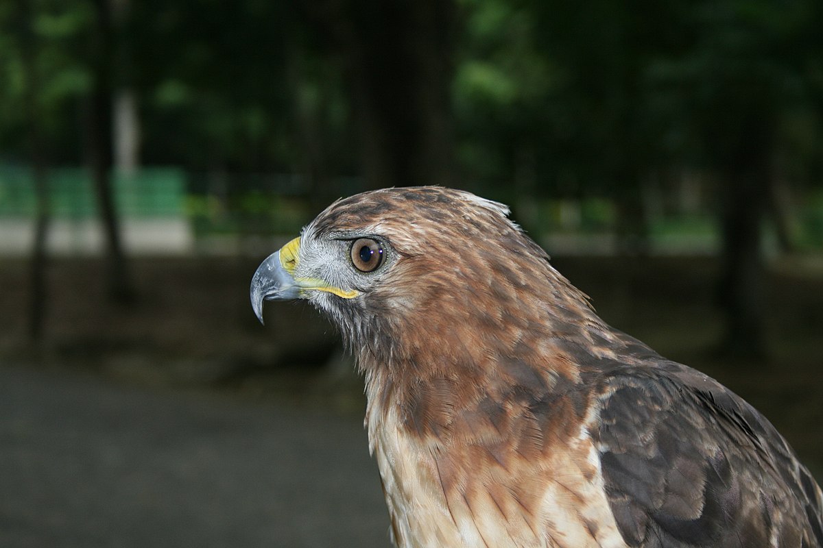 red tailed hawk beak