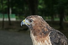 Buteo jamaicensis jamaicensis(face).jpg