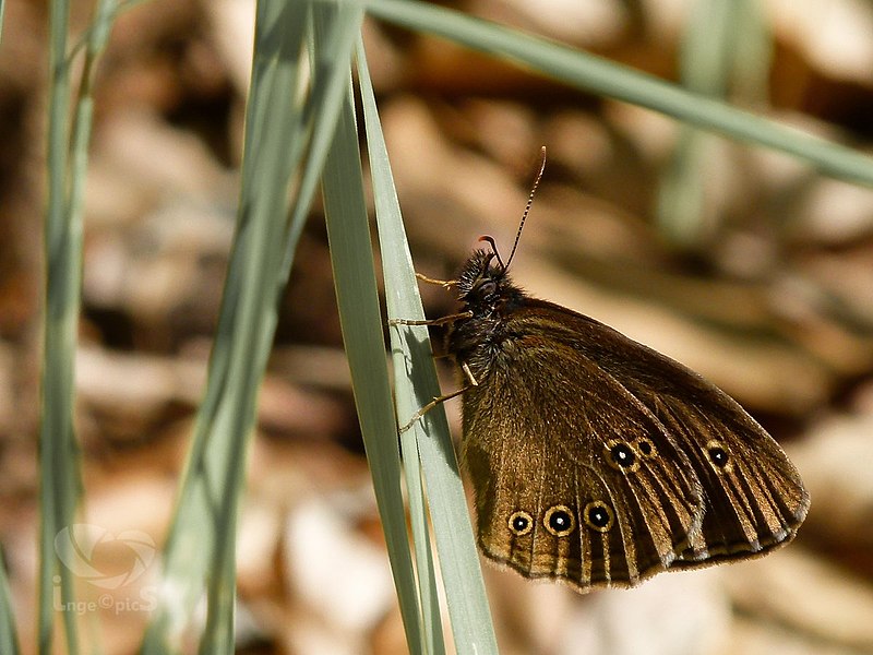 File:Butterfly (17498749216).jpg