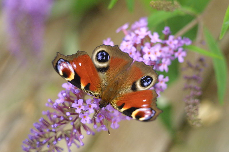 File:Butterfly chilling on Buddleja davidii.jpeg