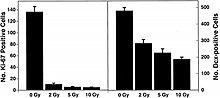 Figure 6-1(b). Numbers of proliferating cells (left panel) and immature neurons (right panel) in the dentate SGZ are significantly decreased 48 hours after irradiation. Antibodies against Ki-67 and doublecortin (Dcx) were used to detect proliferating cells and immature neurons, respectively. Doses from 2 to 10 Gy significantly (p < 0.05) reduced the numbers of proliferating cells. Immature neurons were also reduced in a dose-dependent fashion (p<0.001). Each bar represents an average of four animals; error bars, and standard error. CNS Figure 1b.jpg