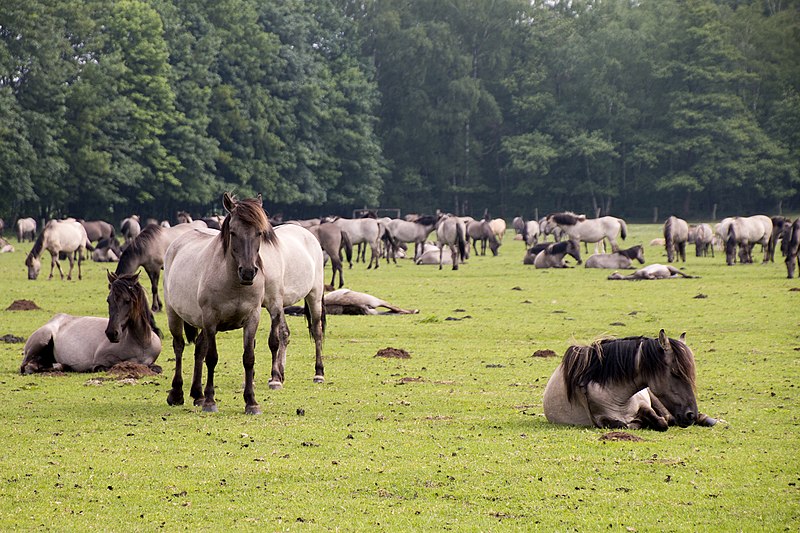 File:COE-008 Dülmener Wildpferde im Merfelder Bruch in Nordrhein-Westfalen.jpg