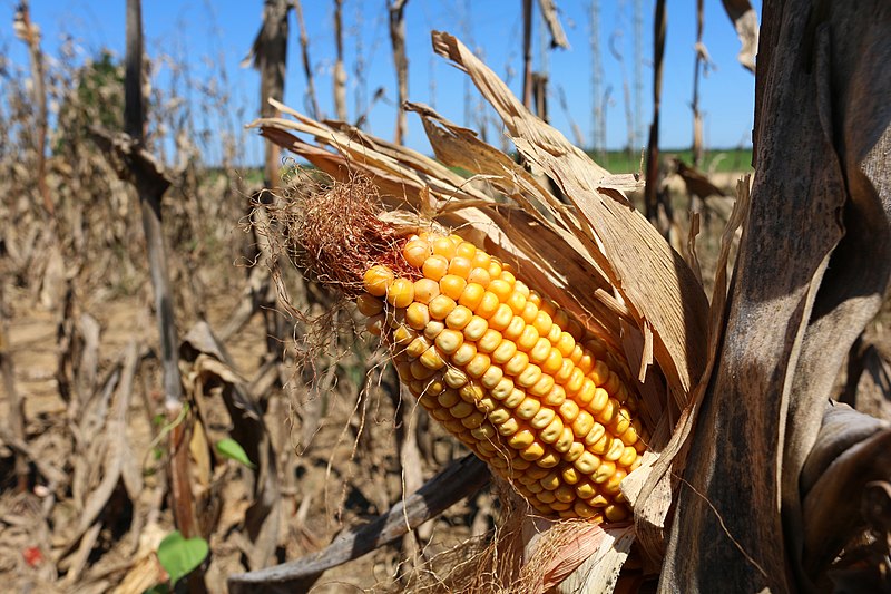 File:CORN HARVEST close up of ear (48980552538).jpg