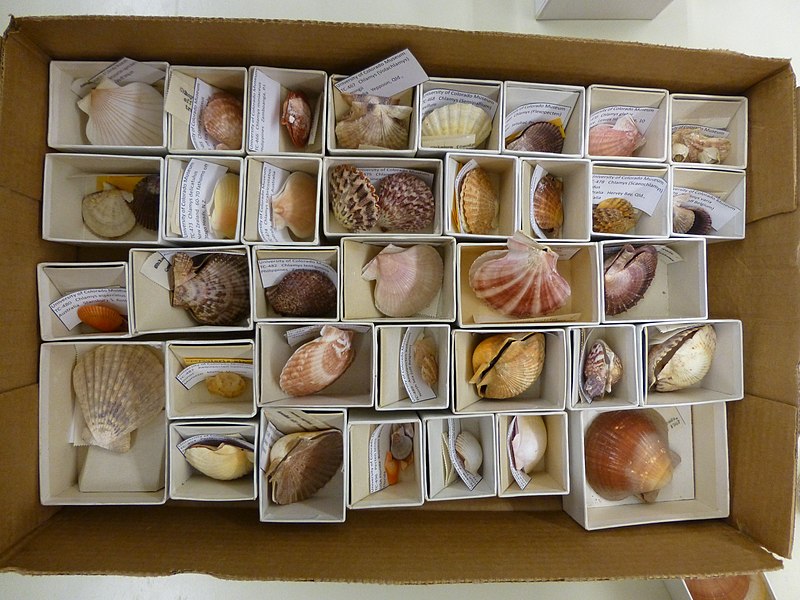 File:CUMNH Invertebrate Teaching Collections, box 5.jpg
