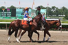 A race horse and jockey being ponied on the track prior to a race Caixa Eletronica in True North post parade June 9 2012.jpg