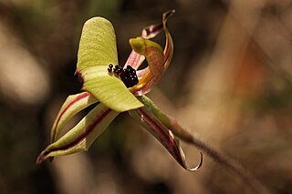 <i>Caladenia roei</i> Species of orchid