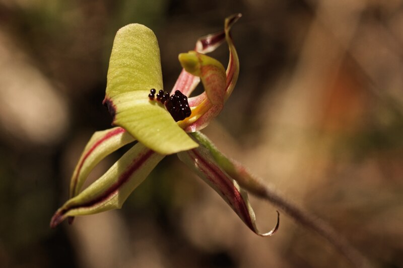 File:Caladenia Roei.jpg