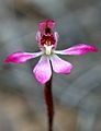 Caladenia pusilla