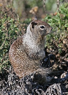 California ground squirrel