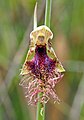 Calochilus russeus Australia Cathedral Rock National Park