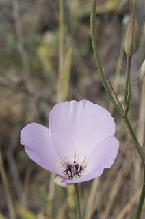 <i>Calochortus splendens</i> Species of flowering plant