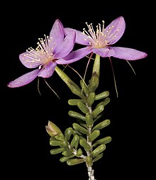 Calythrix oldfieldii - Flickr - Kevin Thiele.jpg