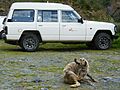 Dog and jeep on World Heritage Site