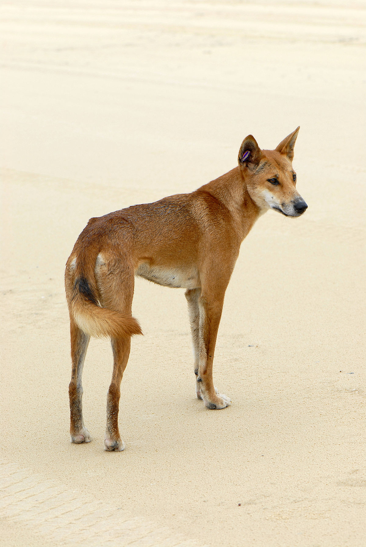 File:Canis lupus dingo.jpg - Wikispecies