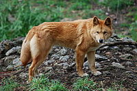 Canis Lupus Dingo