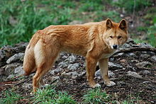 Dingo