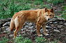 Dingo in einem Wildpark