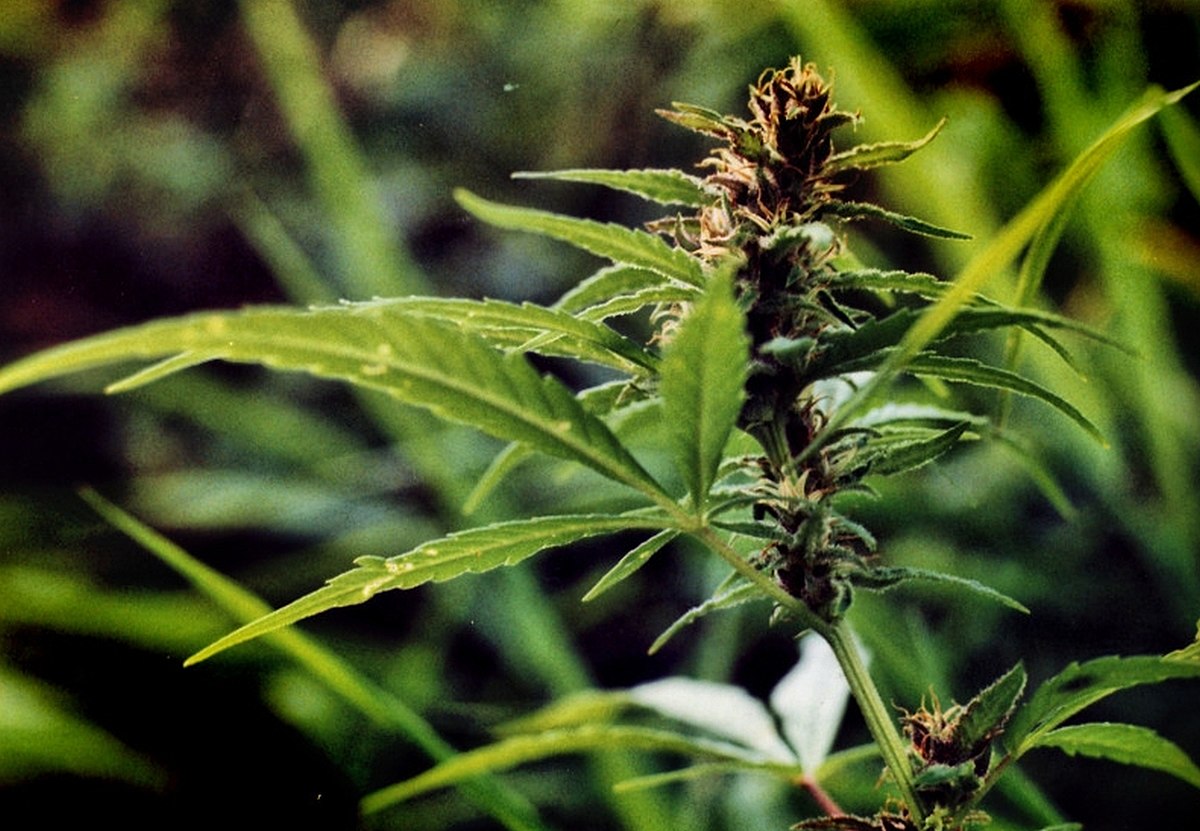 марихуана растения