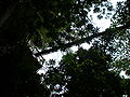 Canopée Falealupo Rainforest, Savaii.JPG