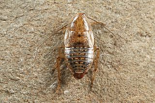 <i>Capraiellus panzeri</i> Species of cockroach