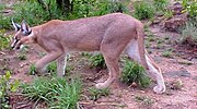 Miniatuur voor Bestand:Caracal caracal caracal 177143383.jpg