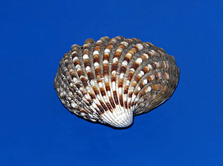 Cardites antiquatus is a species of marine bivalve molluscs, in the family Carditidae.