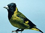 Miniatura para Carduelis notata