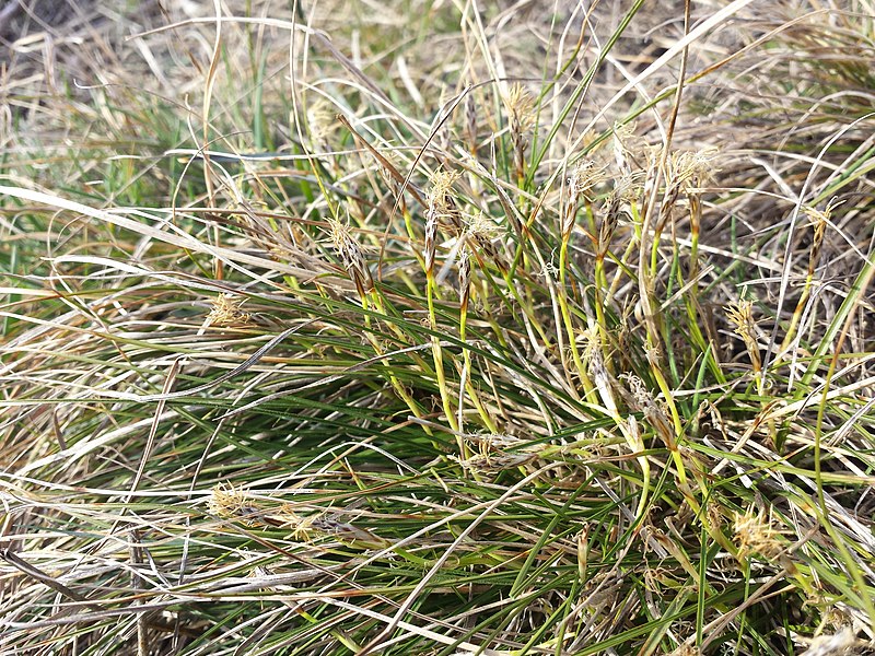 File:Carex humilis sl1.jpg