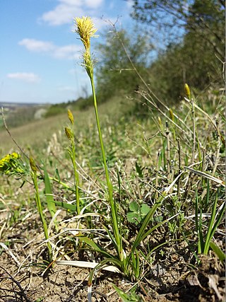 <i>Carex michelii</i> Species of plant in the genus Carex