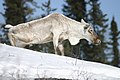 Caribou au mois de mars, dans le nord du Québec