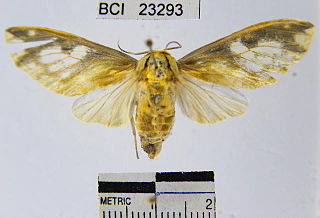 <i>Castrica</i> Genus of moths