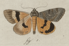 Catocala neonympha.gif