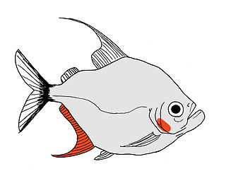 <span class="mw-page-title-main">Wimple piranha</span> Species of fish