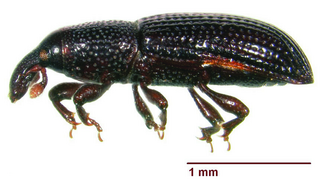 <i>Caulophilus dubius</i> Species of beetle