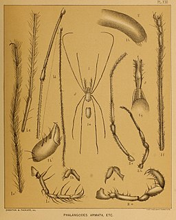 <i>Phalangodes</i> Genus of harvestmen/daddy longlegs