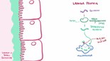 ملف:Celiac disease.webm