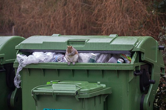 A squirrel cleaning out a rubbish bin in the UK