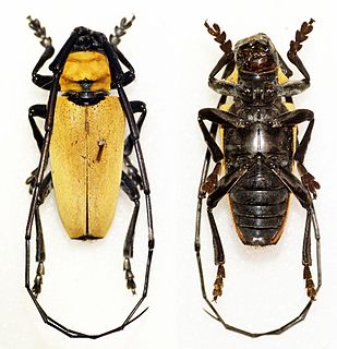 <i>Cereopsius praetorius</i> Species of beetle