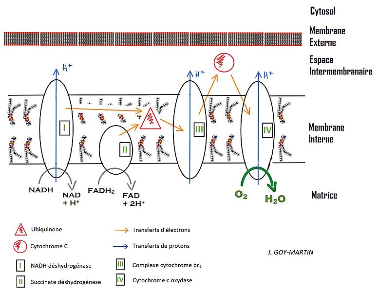 File:Chaîne respiratoire simplifiée.jpg