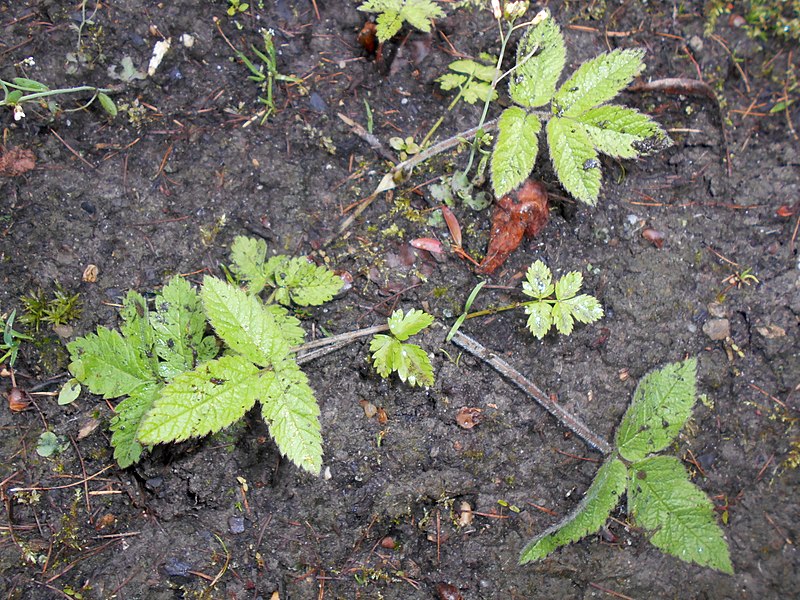 File:Chaerophyllum aromaticum 2017-05-07 9962.jpg